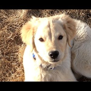 Meet your Posher, Lee